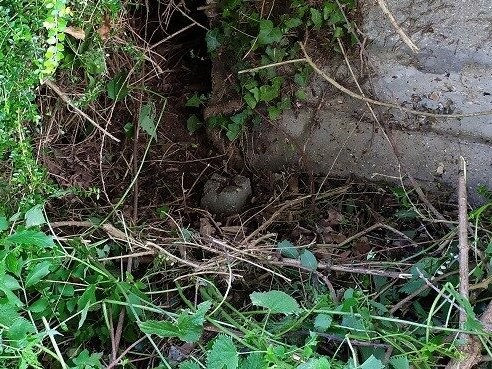 Borne ancienne en pierre retrouvée dans la végétation au pied d'un mur